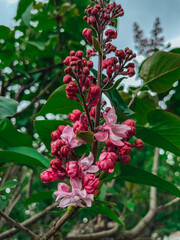 photo frame of flowers