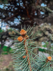 beautiful nature