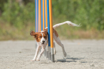 Kooikerhondje doing slalom on a dog agility course
