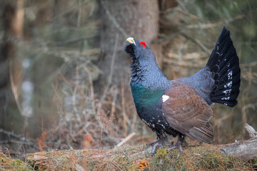 Male Western Capercaillie shows its vibrant plumage while performing a courtship display