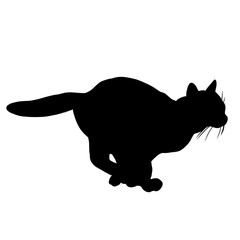 silhouette of a cat run