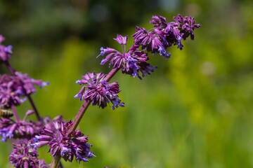 Purple lilac sage - a beautiful ornamental plant in the naturalistic native border in the cottage garden. Salvia verticillata Purple Rain