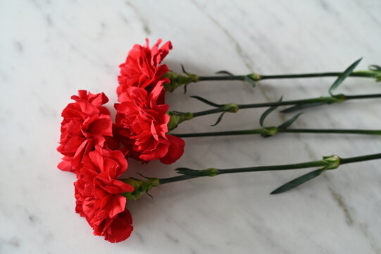 Oeillet rouge Cravos Liberdade Portugal