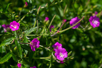 willow-herb epilobium hirsutum during flowering. Medicinal plant with red flowers