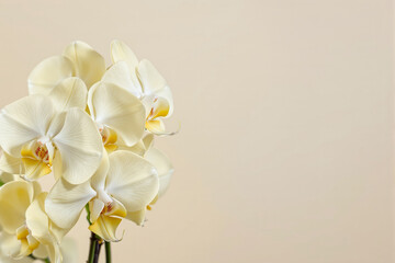 Obraz na płótnie Canvas close-up of pale yellow orchids on beige background
