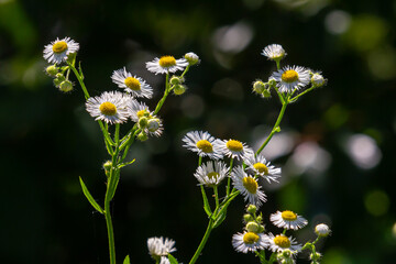 Erigeron annuus known as annual fleabane, daisy fleabane, or eastern daisy fleabane