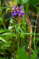 Prunella Vulgaris makro single natural flower, medicinal herbs nature background