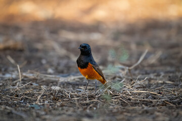 Discover Hodgson's Redstart, a vibrant bird species known for its striking plumage and captivating presence in the forests of Asia.