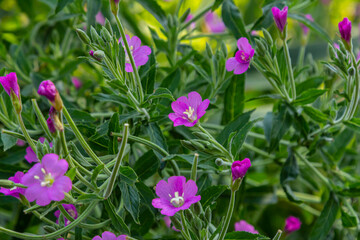 willow-herb epilobium hirsutum during flowering. Medicinal plant with red flowers