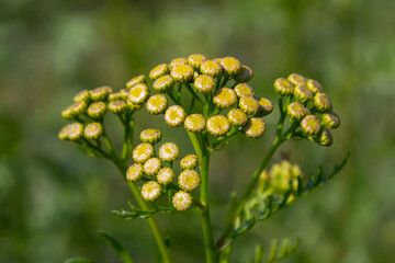 Tansy Tanacetum vulgare wild plant in summer