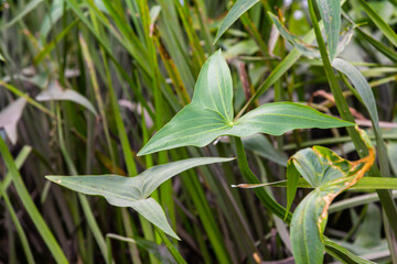 The wild aquatic plant Sagittaria sagittifolia grows in slow-flowing water