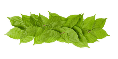 green leaves isolated on white or transparent png
