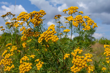 Fototapeta premium Tansy Tanacetum vulgare wild plant in summer