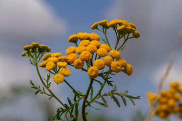 Tansy Tanacetum vulgare wild plant in summer