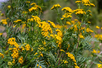 Tansy Tanacetum vulgare wild plant in summer