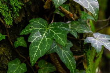 Obraz premium Fresh bright green leaves of ivy Hedera helix on grey-brown tree bark