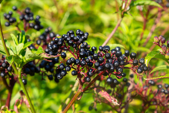 Black danewort Sambucus ebulus berries close-up at summer