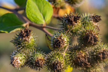 fresh leaves and purple flowers of Arctium lappa plant