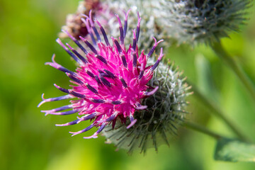 Arctium tomentosum, commonly known as the woolly burdock is a species of burdock belonging to the...