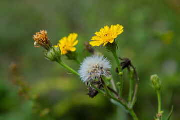 Hieracium laevigatum or smooth hawkweed. Hieracium, known by the common name hawkweed and classically as hierakion. Floral desktop background. Hieracium caespitosum, commonly known as meadow hawkweed