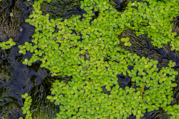 Least duckweed plants, Lemna minuta, on a water surface