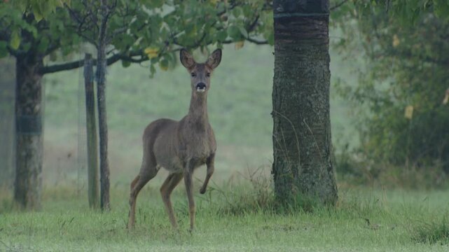 roe deer stands alert in an orchard, observing the area