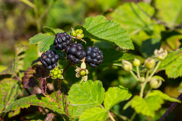 Close-up shot of the European dewberry Rubus caesius growing in the forest with maturing, ripe fruits in bright sunlight