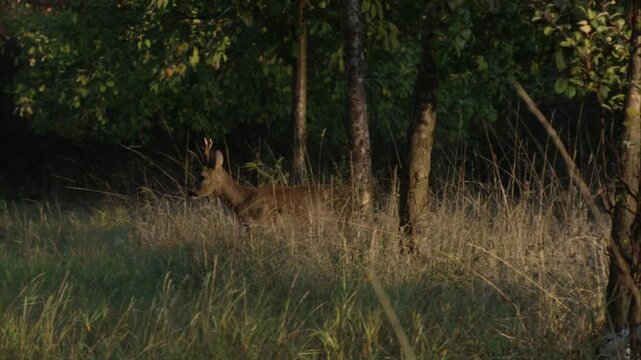 roe buck is walking proudly through high grass in morning sunlight 
