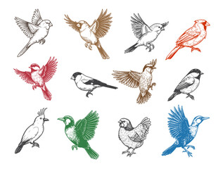 bird collection, illustration, drawing, engraving, ink, line art, vector. animal engraving illustration