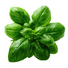 Fresh basil leaves close up shot on white background