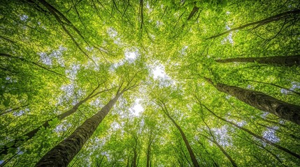 Lush forest canopy reaching toward the sky.