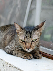 Peaceful portrait of Striped Domestic Tabby Cat enjoy Outdoors in Garden.