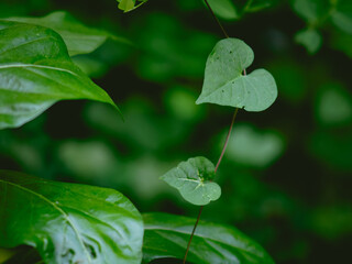 Greenery background of nature plant and leaf