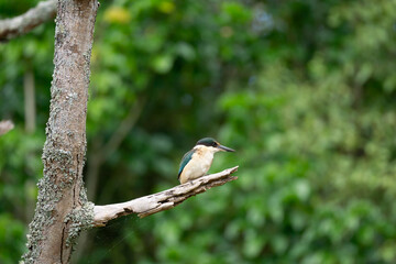 Sacred Kingfisher (Todiramphus sanctus) sitting high up on a branch