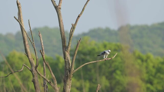 full shot black shouldered kite or Elanus axillaris or Australian black shouldered kite in action feeding eating a prey in his claws in dhikala grassland at jim corbett national park uttarakhand india