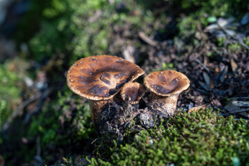 Mushrooms in the mountain forest, mushrooms, forest
