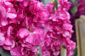 Pink Hoary Stock, Pink Hoary Stock or Matthiola Incana is a member of the Brassicaceae family of flowering plants. It's also commonly known as Brompton Stock, Common Stock, Pink flower in garden