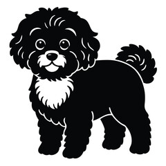 bichon frise vector