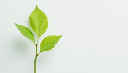 Fototapeta premium Single, delicate sapling against pure white backdrop, forestry, nature, clean