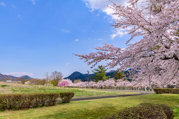 蔵王山麓 七ヶ宿ダム公園　春
