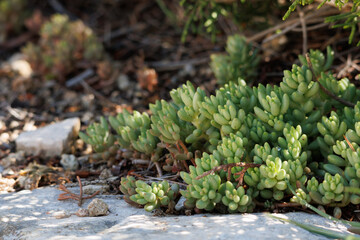 Planta Sedum sediforme en el suelo del parque natural Sierra de Mariola, Alcoy, España