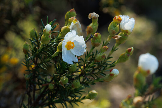 Planta jaguarzo negro (Cistus monspeliensis) a contraluz en la ma&ntilde;ana de la sierra de Mariola, Alcoy, Espa&ntilde;a
