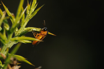 Mosca de sierra posada en planta con fondo oscuro, Alcoy, España