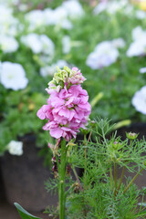 Pink Hoary Stock, Pink Hoary Stock or Matthiola Incana is a member of the Brassicaceae family of flowering plants. It's also commonly known as Brompton Stock, Common Stock, Pink flower in garden