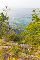 Summer landscape on rocky shore of Baikal Lake with wild flowers and green larch trees on warm afternoon. Natural lakeside background. Summer travels and outdoor recreation
