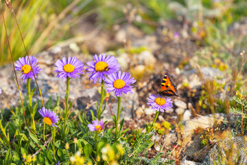 Beautiful butterfly wren from genus Nymphalidae with black and white spots on red-orange wings (Lat. Aglais urticae, Nymphalis urticae) on wild daisy flower on sunny summer day on coast of Baikal lake