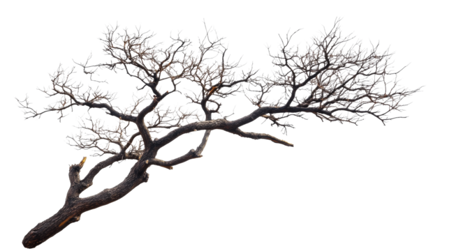 Leafless tree branch on clear bg