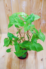 Syngonium in a black pot on a wooden background. houseplant. 