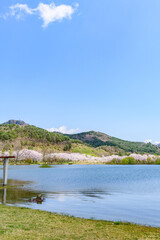 Fototapeta premium 蔵王山麓 七ヶ宿ダム公園 春 