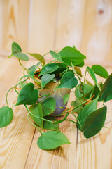 Filodendron scandals in a black pot on a wooden background. houseplant.  © andrey